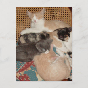Meow Cats 29 Postkarte