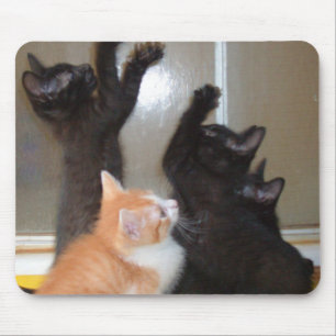 Meow Cats 36 Mousepad