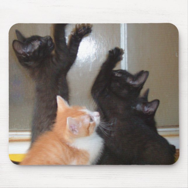 Meow Cats 36 Mousepad (Vorne)