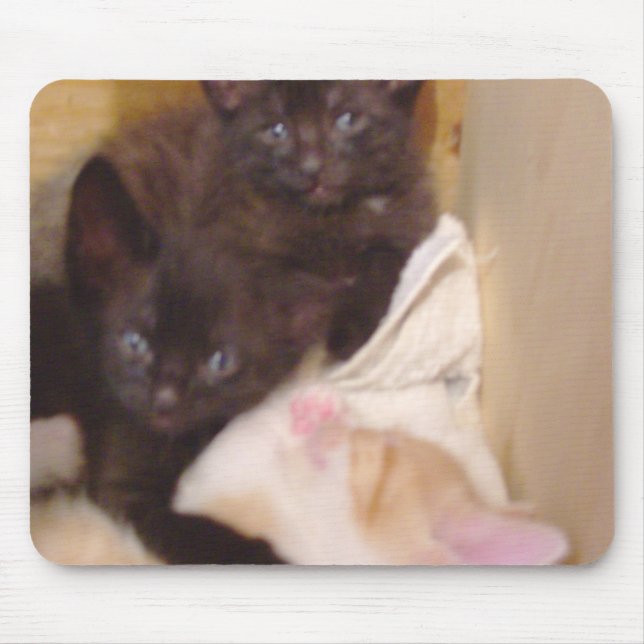 Meow Cats 38 Mousepad (Vorne)