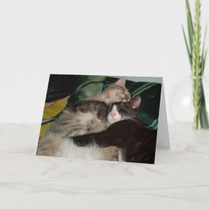 Meow Cats 3 Grußkarte Karte