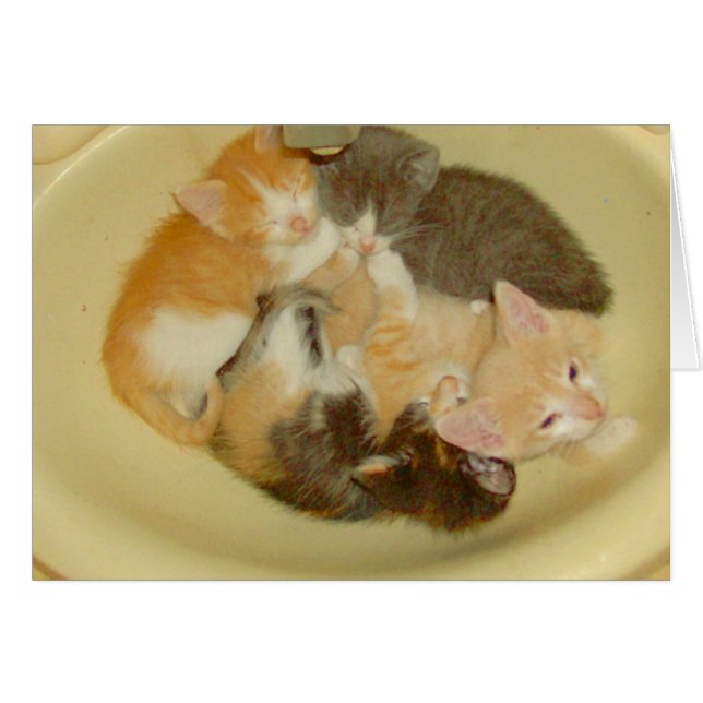 Meow Cats 4 (Vorderseite (Horizontal))