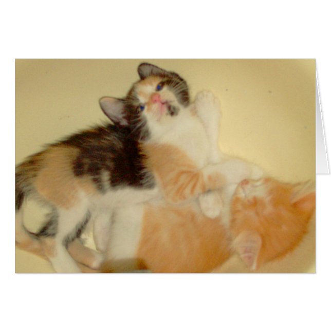 Meow Cats 5 (Vorderseite (Horizontal))