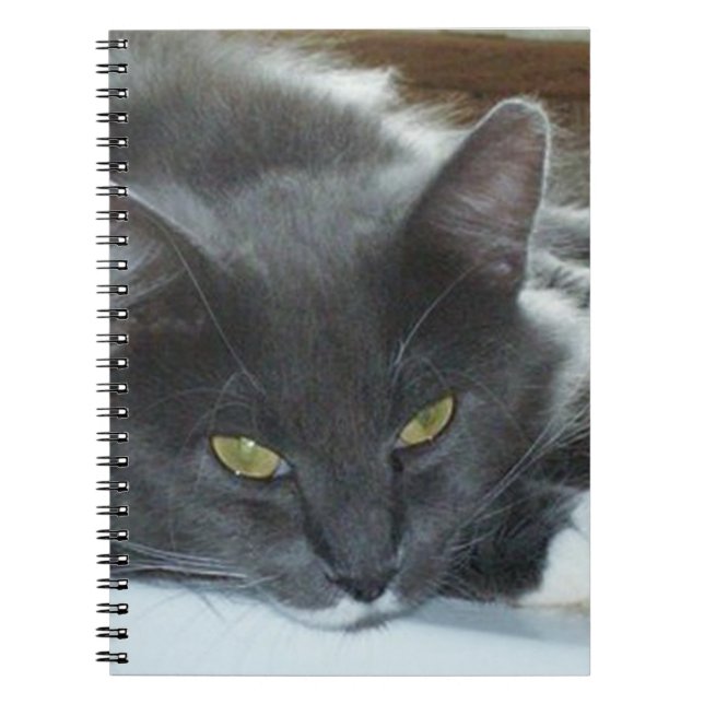 Meow Cats 8 Notebook Notizblock (Vorderseite)