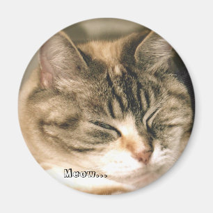 Meow… Magnet