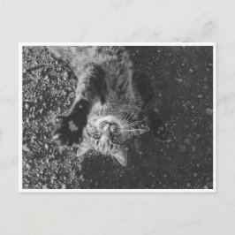 Meow Postkarte