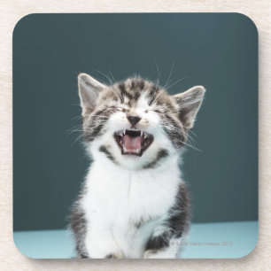 Meowing Kätzchen Getränkeuntersetzer
