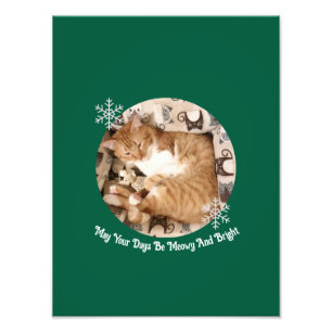 Meowy et lumineux, Photo de chat,