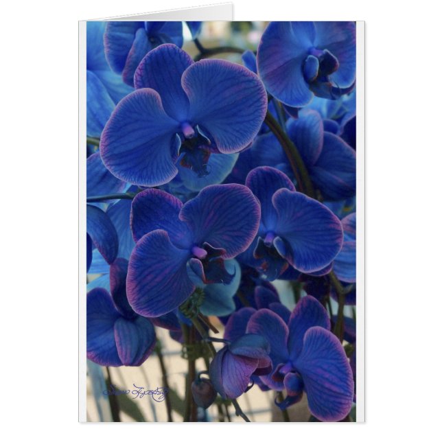 MER DE BLEU (Devant)