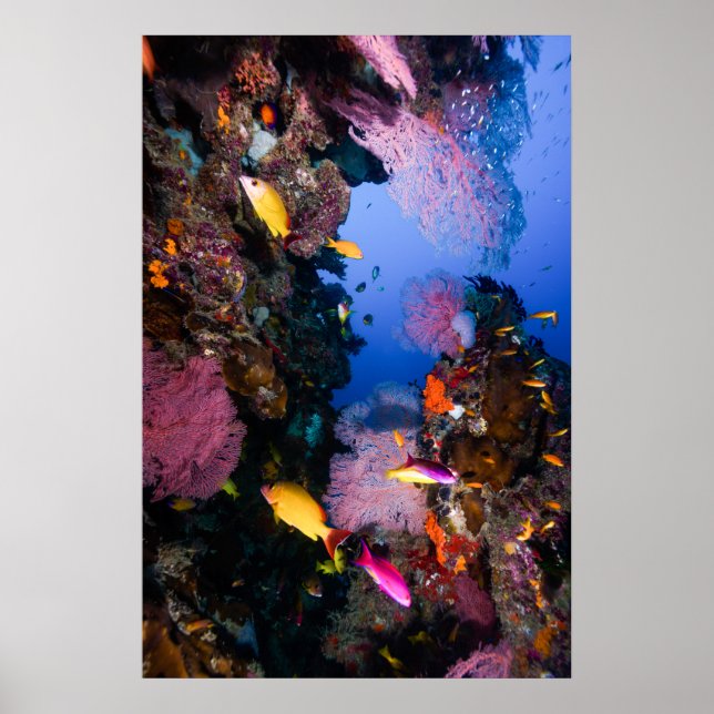 Mer de corail - Poisson tropical & récif - Poster (Devant)