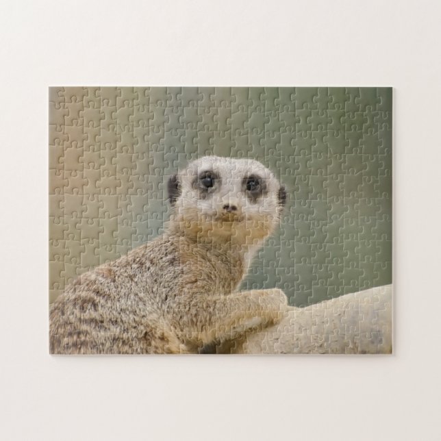 Mercats Africa (Horizontal)