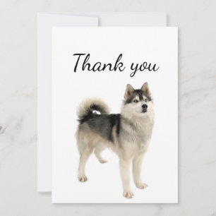 Merci Américain Eskimo Malamute Chien animal anima