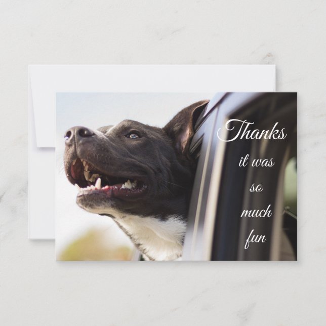 Merci beaucoup de chien adorable dehors la fenêtre (Devant)