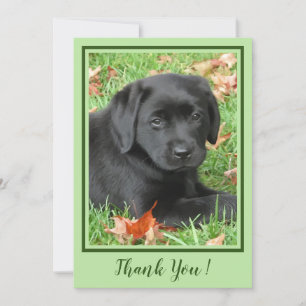 Merci Black Labrador Chien - Automne Chien mignon
