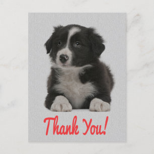 Merci Bordure Collie Chien Chien Chien Chien Carte