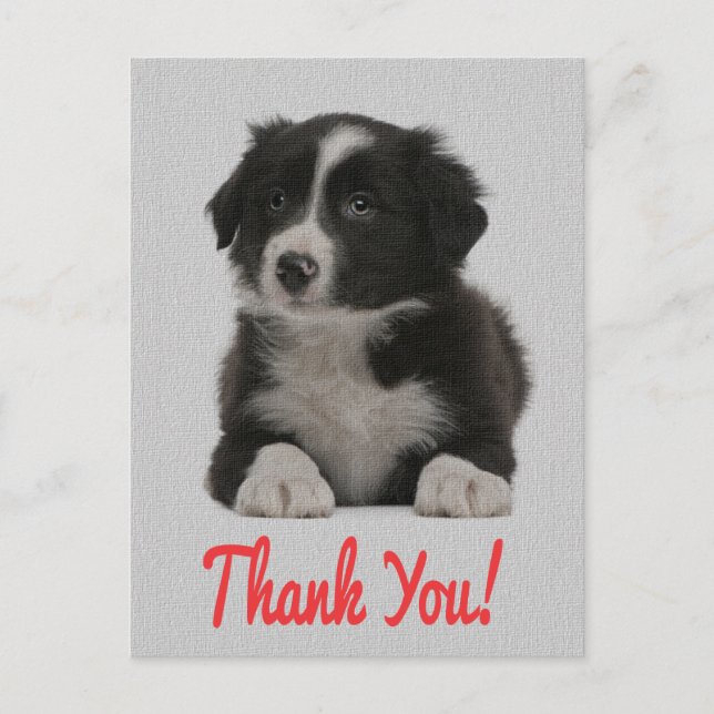 Merci Bordure Collie Chien Chien Chien Chien Carte (Devant)