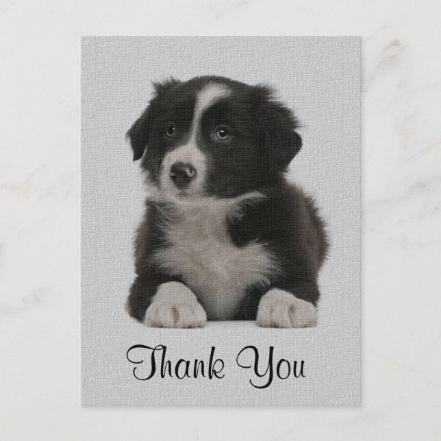 Merci Bordure Collie Chien Chien Chien Chien Carte (Devant)