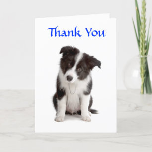 Merci Bordure Collie Puppy