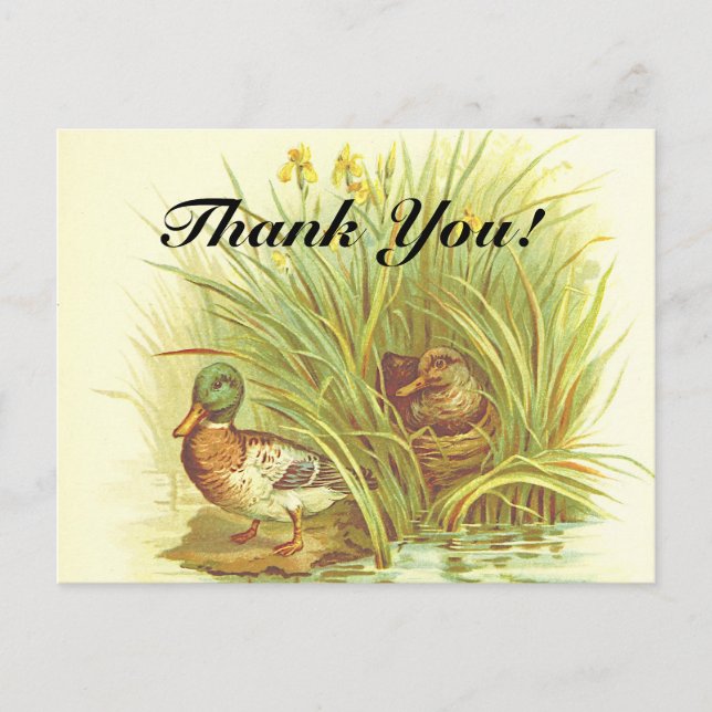 "Merci !" + Canards près de la carte postale (Devant)
