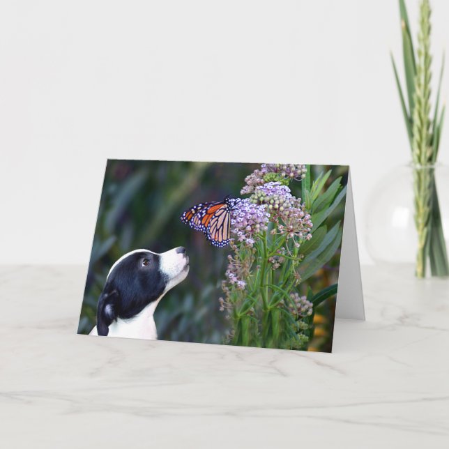 Merci Chéri Pour Animaux Assis (Devant)