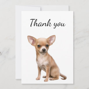 Merci Chihuahua Chien Animal animal de compagnie