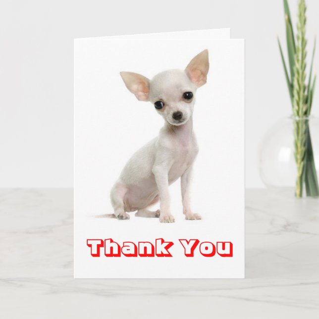 Merci Chihuahua Puppy Dog (Devant)