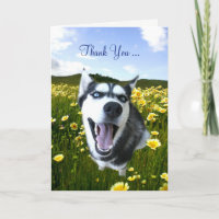 Merci d'amitié avec de belles fleurs Husky