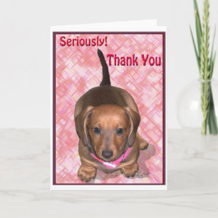 Merci de A little Dachshund Puppy