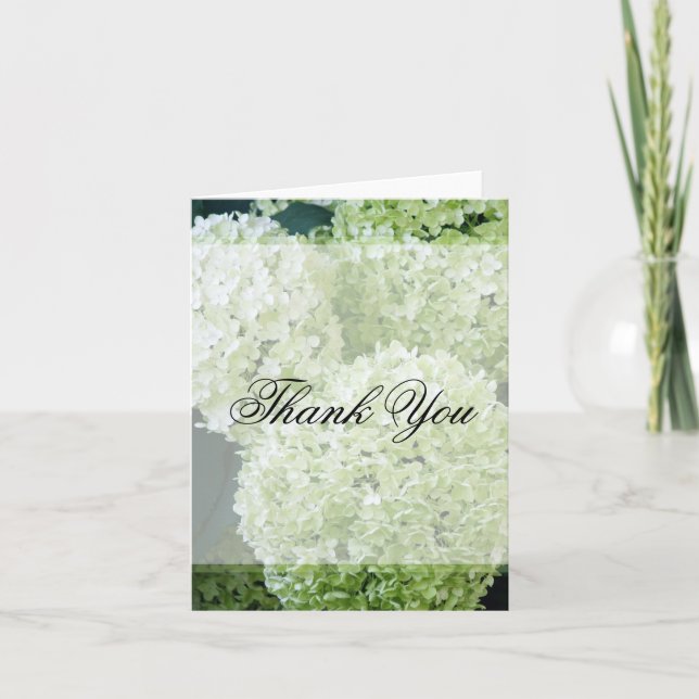 Merci des Hydrangeas Annabelle (Devant)