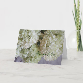 Merci Hydrangea