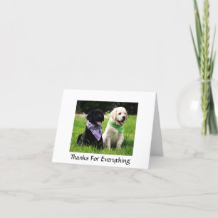 Merci Labrador Retriever Puppies Grey Card