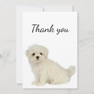 Merci maltais chien animal animal animal de compag