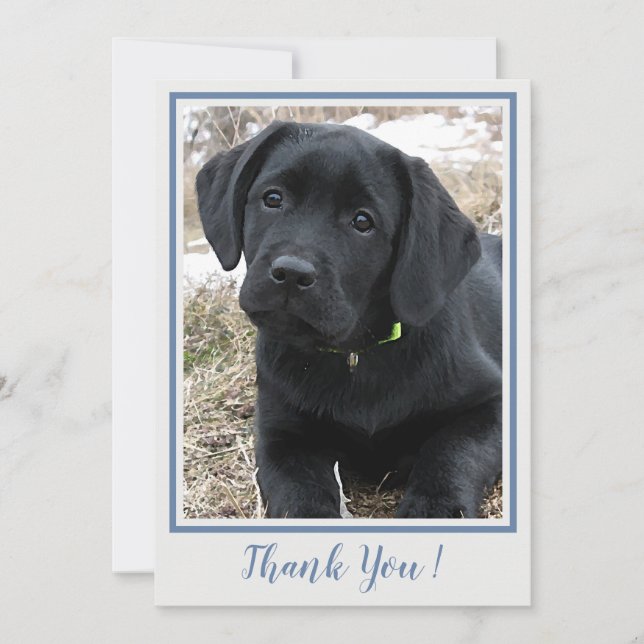 Merci noir Labrador - bleu gris mou Chien chiot (Devant)