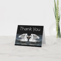 Merci — Photographie des cygnes muets blancs