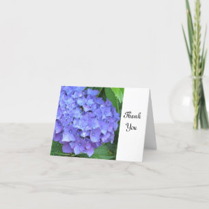 Merci pourpre d'hortensia