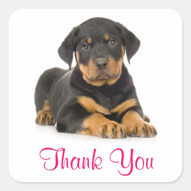 Merci Rottweiler Stickers de voeux de chien coquel (Devant)