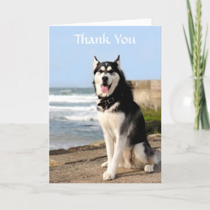 Merci Siberian Husky sur la carte de voeux de plag