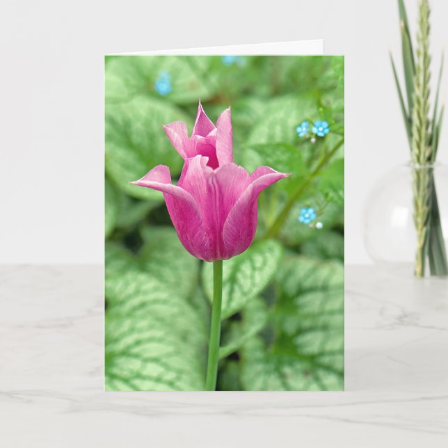 Merci Tulipe Rose (Devant)