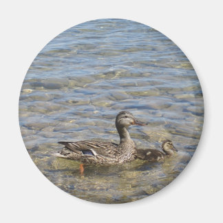 Mère canard et aimant bébé