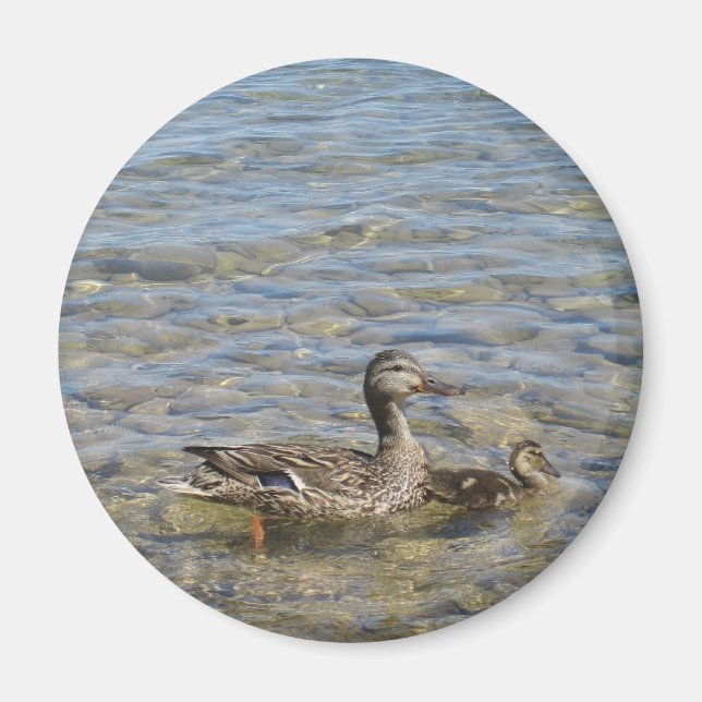 Mère canard et aimant bébé (Devant)