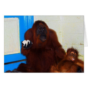 Mère et bébé d'orang-outan de Leakey de camp