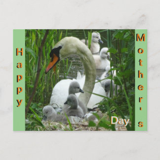 Mère Swan avec bébés Carte postale Fête des mères