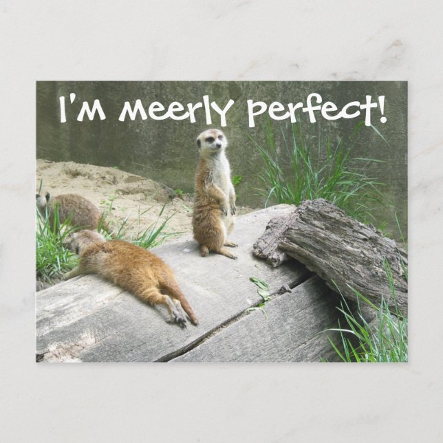 Merely Perfect Meerkat Postkarte (Vorderseite)