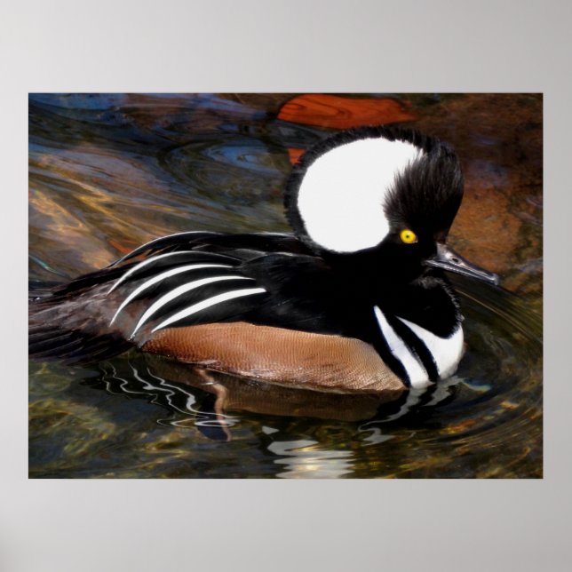 Merganser Bird Print Poster (Vorne)