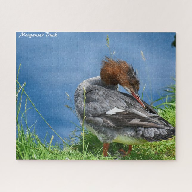 Merganser Duck (Horizontal)