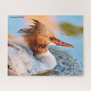 Merganser Duck