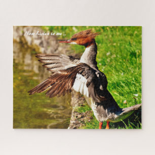 Merganser Duck