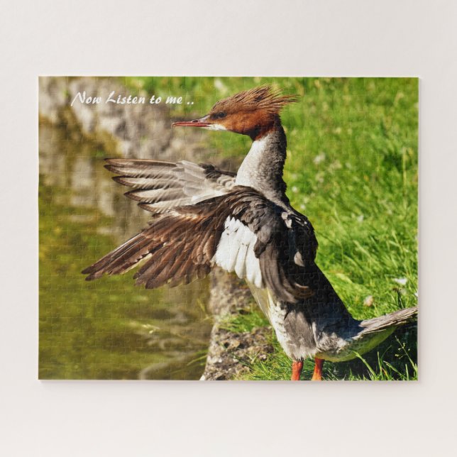 Merganser Duck (Horizontal)