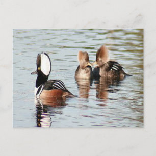 Merganser Ducks Foto Postkarte