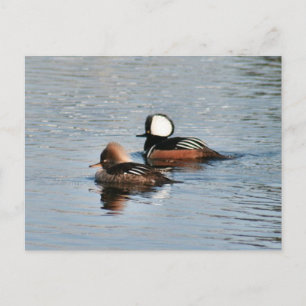 Merganser Ducks Foto Postkarte